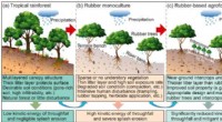 Managing Soil Splash Erosion Enhances Sustainable Rubber Plantation Development