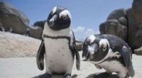 African Penguins Mimic Each Other’s Voices to Strengthen Social Bonds
