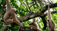 Angkor Wat Wildlife Revival: Pileated Gibbons Reintroduce Hope