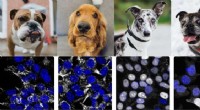 AI Uncovers Novel Cell Biology Insights Through Microscopy Image Analysis