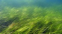 Ancient Ice Age Legacy Shapes Modern Seagrass Resilience to Environmental Threats