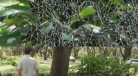 VegSense: Revolutionizing Forest Studies with Augmented Reality