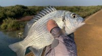 KAUST Researcher Discovers and Names New Red Sea Sea Bream Species