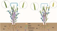 Unveiling the Molecular Mechanisms Behind High Nitrogen Use Efficiency in Wheat Cultivar KN9204