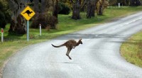 Highway Underpasses for Wildlife: Proven Success in Australia