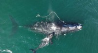 New Vessel Speed Limits Proposed to Safeguard North Atlantic Right Whales