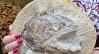 Jurassic Marine World Unearthed in Gloucestershire Farmer s Field
