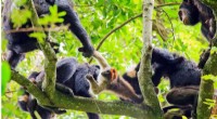 Chimpanzees Use Vocal Coordination to Boost Hunting Success