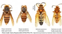 Cicada Killer Wasp: Large Yet Not the Murder Hornet