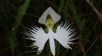 White Egret Orchid’s Frilly Petals Evolved to Attract Hawkmoth Pollinators