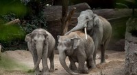 Fatal Herpesvirus Threatens Asian Elephants at Zurich Zoo