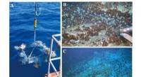 Bacterial Thiosulfate Oxidation: Key Driver of Zero-Valent Sulfur Formation in Deep-Sea Cold Seeps