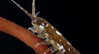 Study Reveals Crustaceans Play Key Role in Fertilizing Seaweeds