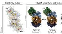 First Cryo-EM Images Capture Nitrogenase During Catalysis