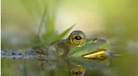 Amphibian & Reptile Invasions Cost Global Economy Over $17 Billion (1986‑2020)