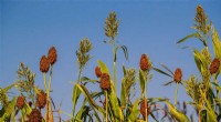 How Delivery Method Affects the Performance of Crop-Boosting Bacteria in Sorghum