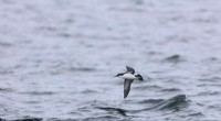 Climate Change Hinders Seabird Feeding, New Study Reveals