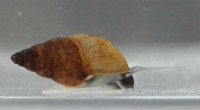 Fast Growth, Rapid Decline: Why Invasive Snails Thrive