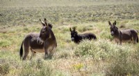 Donkeys and Native Pumas Rebuild Ancient Food Webs in Death Valley