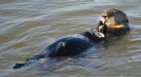 Federal Study Confirms Sea Otters Can Be Relocated to Northern California and Oregon Coasts