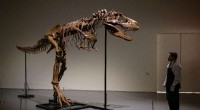 Gorgosaurus Skeleton Sells for $6.1M at Sotheby s New York Auction