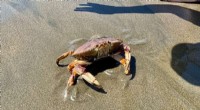 West Coast s 12 Vulnerable Marine Species Face Threats: No Safe Haven in the California Current