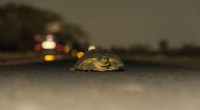 Nighttime Light Pollution Alters Animal Behavior Across Species