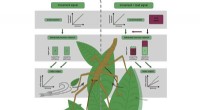 Unveiling Load-Dependent Postural Reflexes in Stick Insects