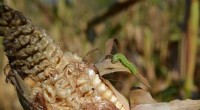 Bangladesh Launches Local BCA Hubs to Combat Fall Armyworm