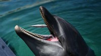 Fukui Beach Alert: Dolphin Bites Prompt Safety Warning for Swimmers