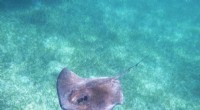 Scientists Record Stingray Sounds, Confirming Marine Species Vocalization