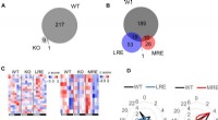 How the Core Circadian Clock Orchestrates Most Metabolic Rhythms