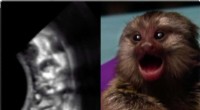 New Study Reveals Marmoset Fetuses Practice Mother-Calling Behaviors Before Birth