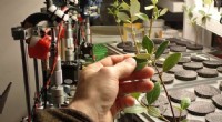 A Year of Leaf-Water Experiments: Key Findings on Accurate Plant Hydration