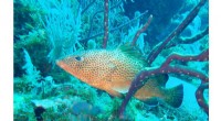 30-Year Conservation Drives Red Hind Recovery in U.S. Virgin Islands, Study Shows