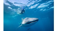 Whale Sharks Confirmed as the Largest Omnivorous Fish on Earth