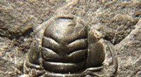 New Study Suggests Trilobite Growth Mirrors Modern Marine Crustaceans