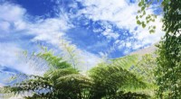 Tree Fern Genome Reveals Key Evolutionary Milestones