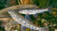 Study Reveals Ecological Risks of Introducing Native Fish into Non-native River Basins