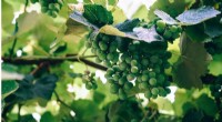 Scientists Discover Key to Combatting Grapevine Trunk Diseases