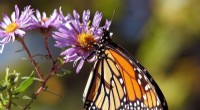Chicago Family Builds Monarch Butterfly Sanctuaries, Protecting Endangered Species
