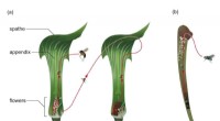 Arisaema’s Rod-Like Reels: Woodland Plant’s Clever Tactic to Attract Primary Pollinators