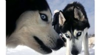 New Study Reveals 7,400-Year-Old Siberian Dogs Depended on Humans for Seafood