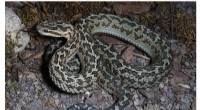 New Pit Viper Species Discovered in Jiuzhaigou National Nature Reserve, China
