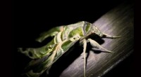 Moths Use Ultrasound to Outsmart Bats: A New Evolutionary Defense