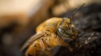 Brazil Investigates the Potential of Indigenous Stingless Bees