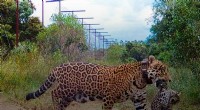 Argentina s Ibera National Park Welcomes First Wild-Born Jaguars in 70 Years