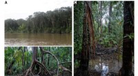 Freshwater Mangrove Forests Discovered in Amazon Delta
