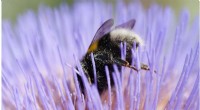 Pollinator Decline Threatens Plant Coexistence, New Research Shows