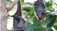 Tiny Bat Bodies Achieve Optimal Balance Between Flight Efficiency and Heat Dissipation